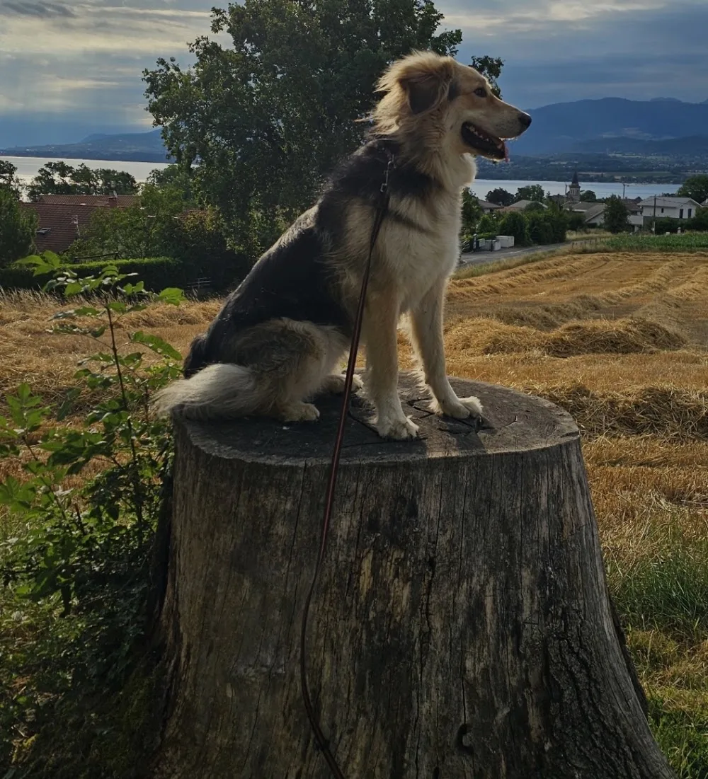 Pension Canine "Le Toutous Ranch" - Haute-Savoie pet otel görseli 2