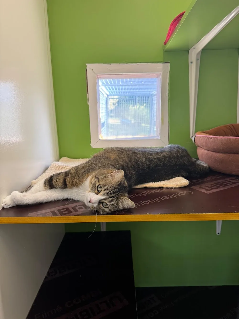 Pension Féline TOP CAT - Haute-Savoie pet otel görseli 2