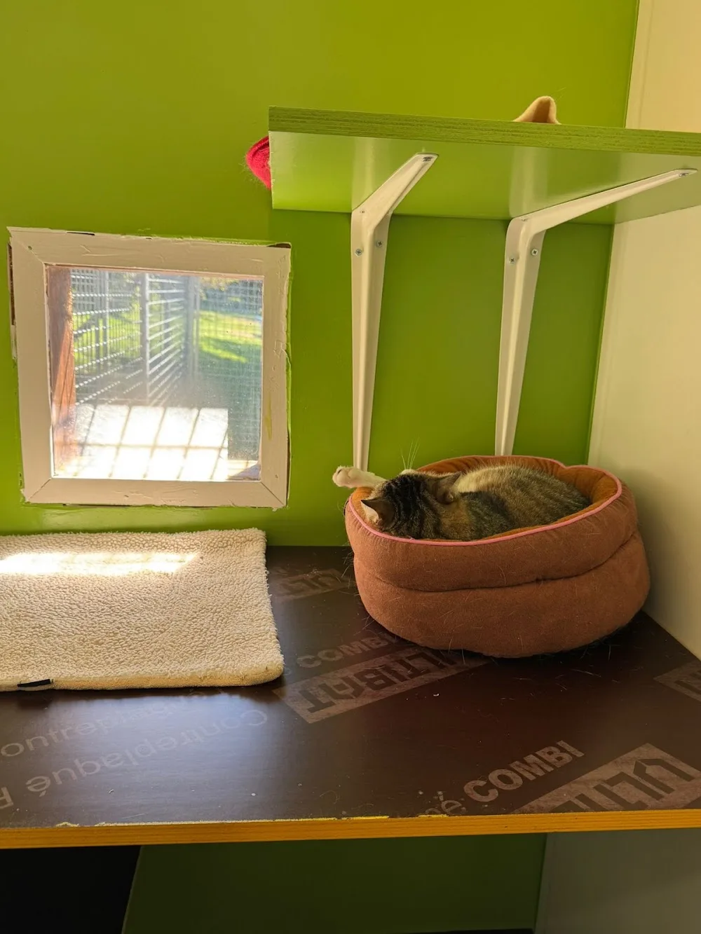 Pension Féline TOP CAT - Haute-Savoie pet otel görseli 3