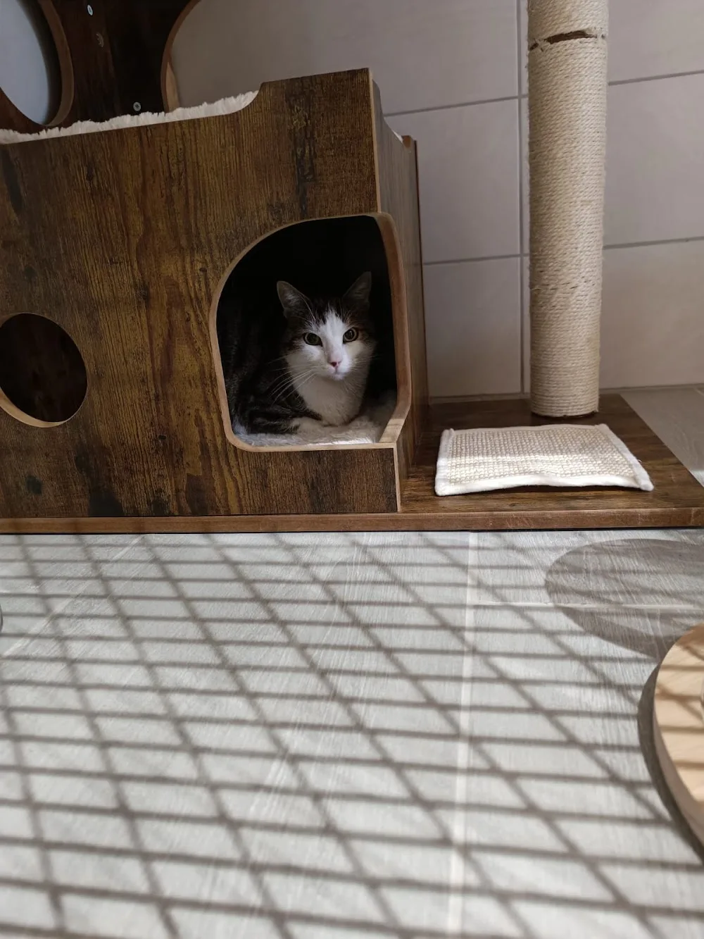 Pension Le Chat L'heureux - Haute-Savoie pet otel görseli 2