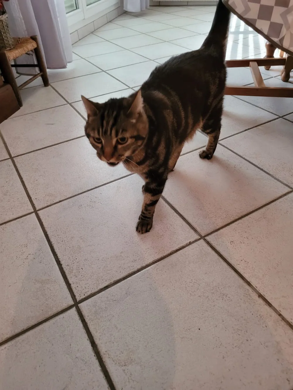 Pension Le Chat L'heureux - Haute-Savoie pet otel görseli 3