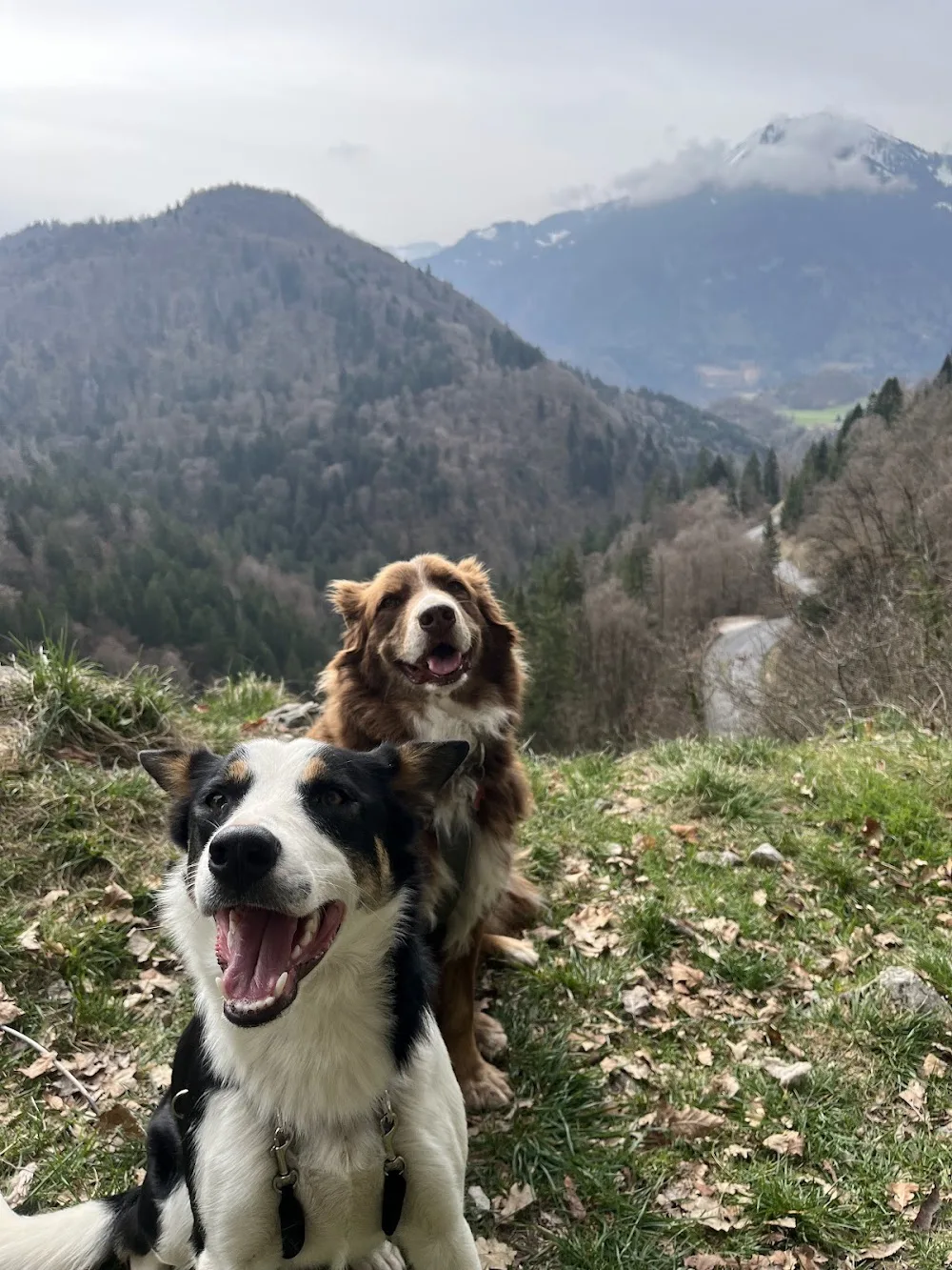 Serenity Animals 74 – Pet Sitting, Balades Canines & Pension Féline - Haute-Savoie pet otel görseli 2