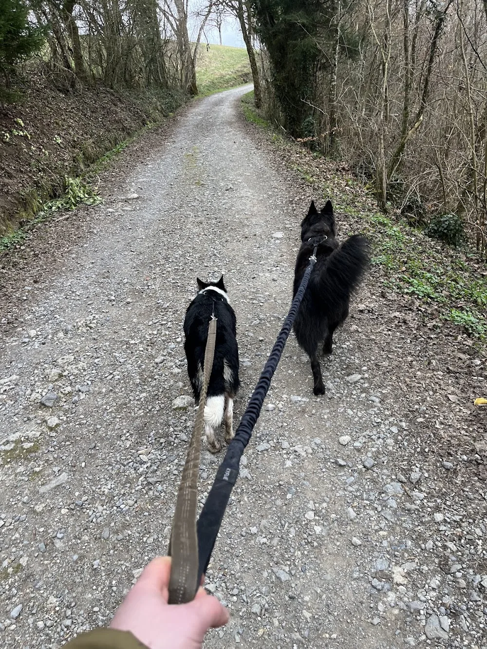 Serenity Animals 74 – Pet Sitting, Balades Canines & Pension Féline - Haute-Savoie pet otel görseli 3