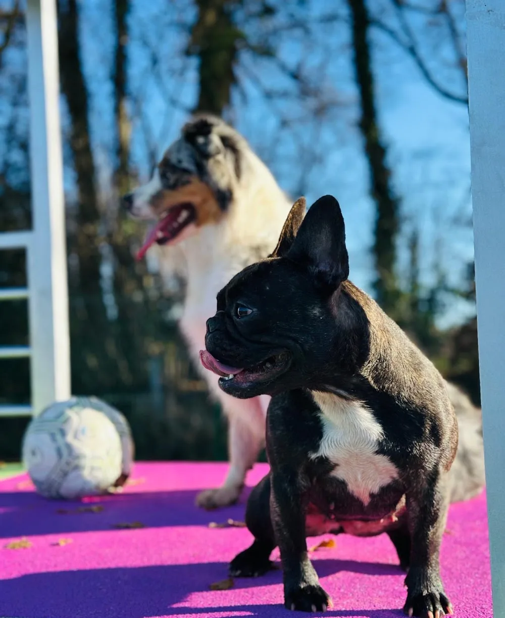 Centre Canin Shiine - Haute-Vienne pet otel