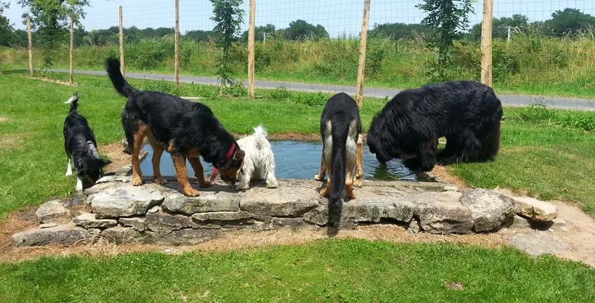 Complicité Canine 87 - Haute-Vienne pet otel