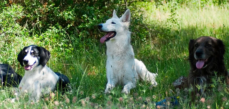 Complicité Canine 87 - Haute-Vienne pet otel görseli 3