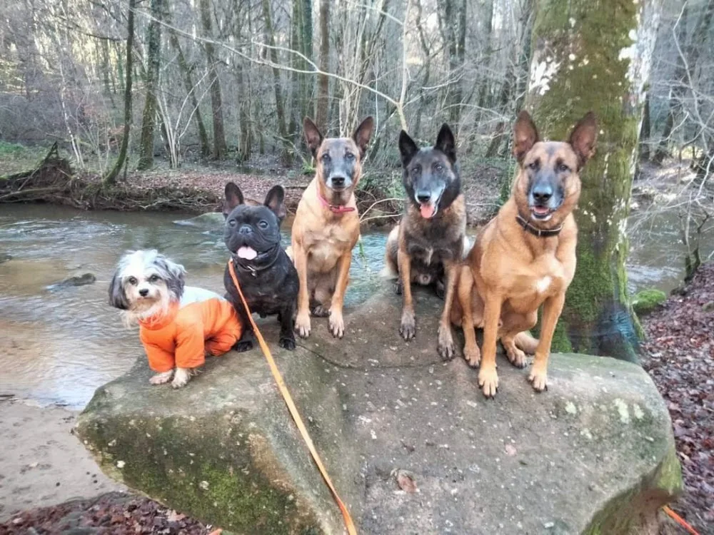 DETENTE DOG 87 - Haute-Vienne pet otel görseli 3