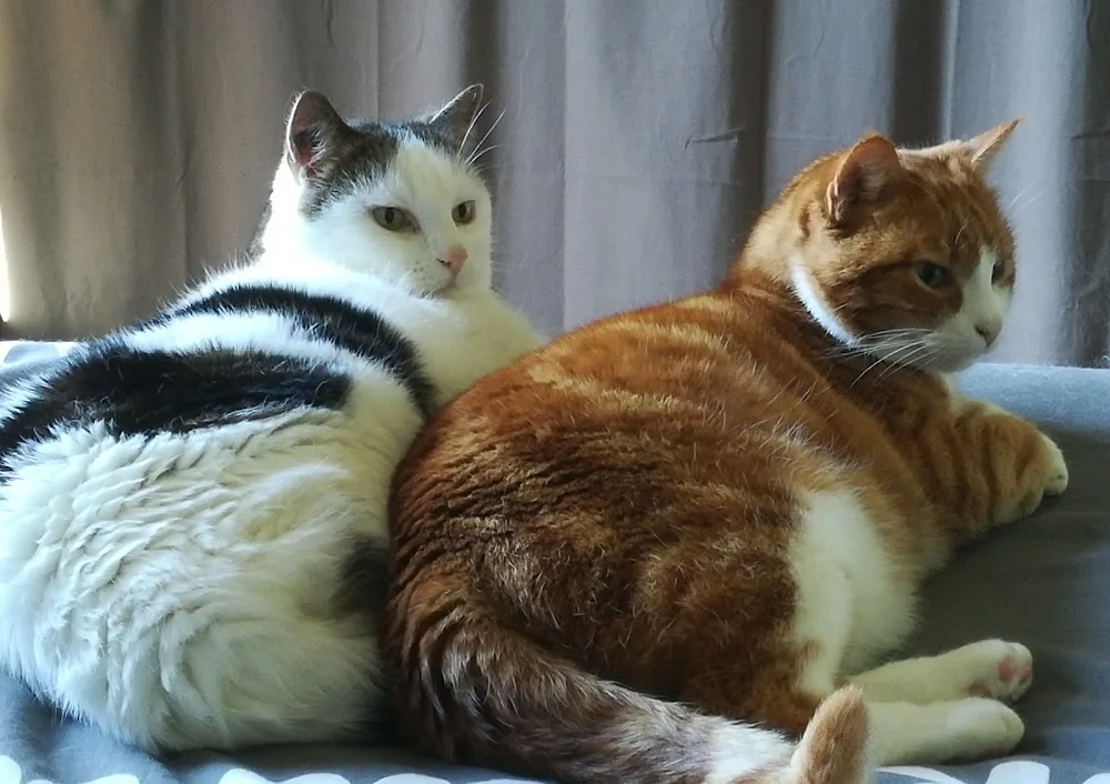 Jim et compagnie - Haute-Vienne pet otel