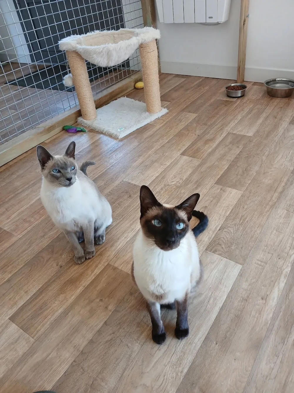 Jim et compagnie - Haute-Vienne pet otel görseli 3