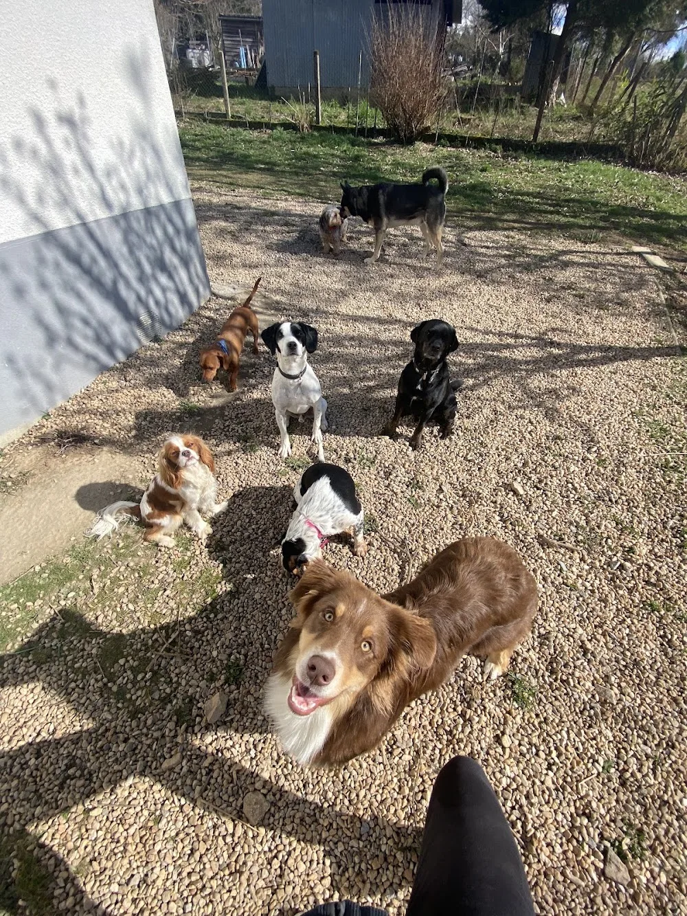 My4pattes - Haute-Vienne pet otel görseli 2