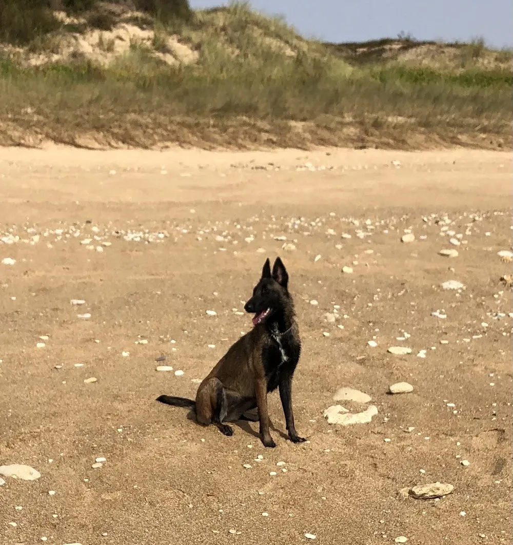 PENSION CANINE EMILIE TB - Haute-Vienne pet otel görseli 2
