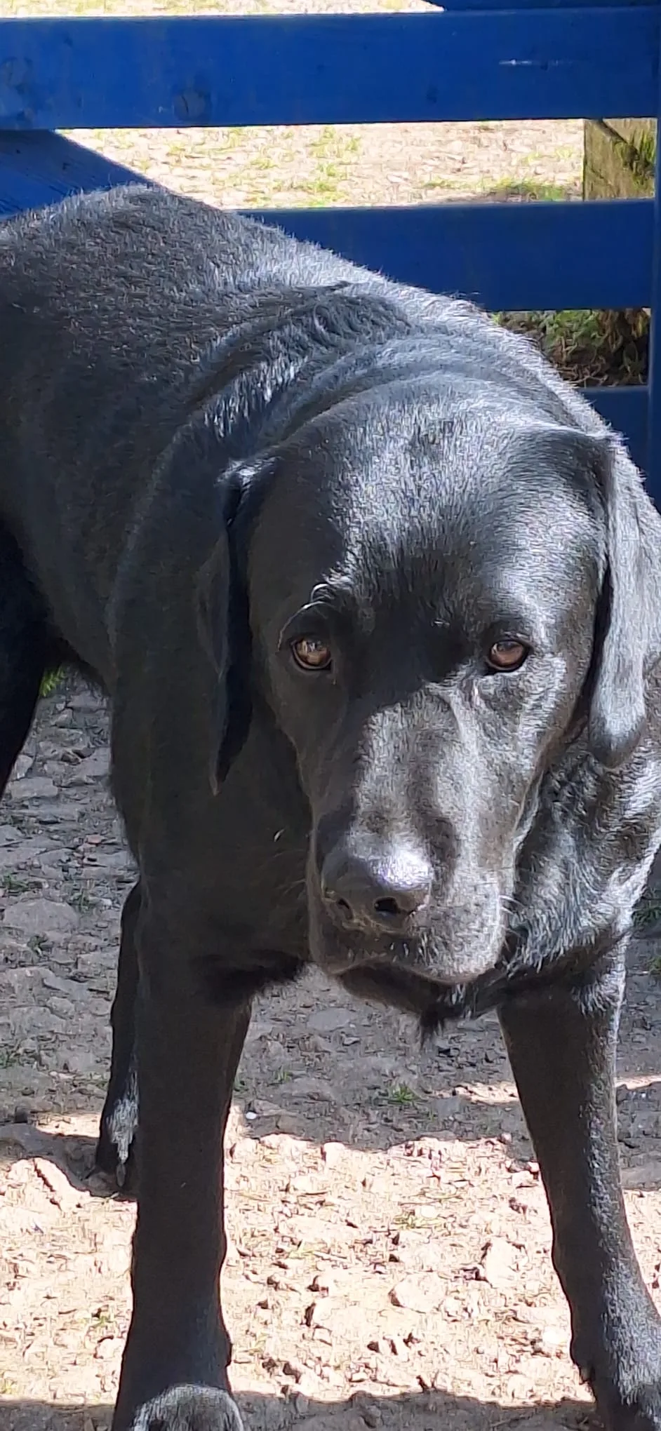 Pension Canine Familiale - Haute-Vienne pet otel görseli 2