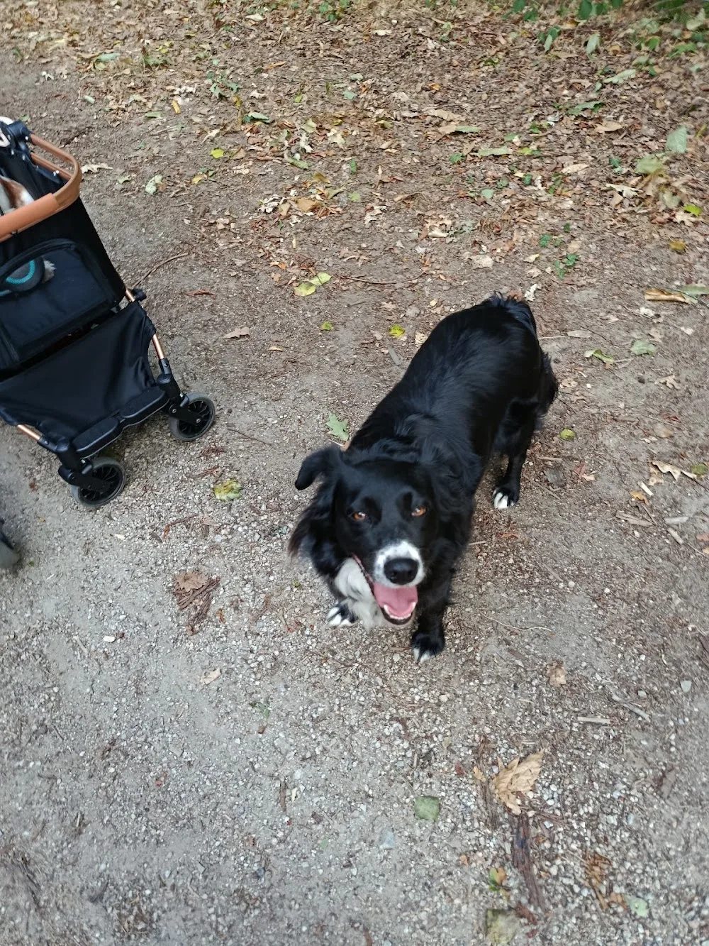 Pension Canine Familiale - Haute-Vienne pet otel görseli 3