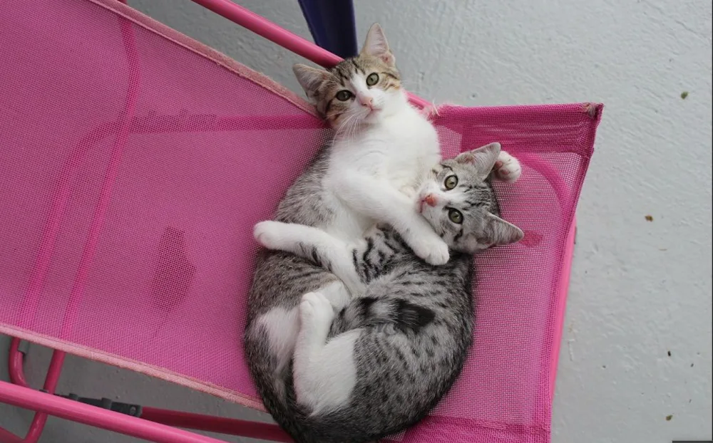 AGORA HOTEL PENSION POUR CHAT 4**** - Hautes-Pyrénées pet otel