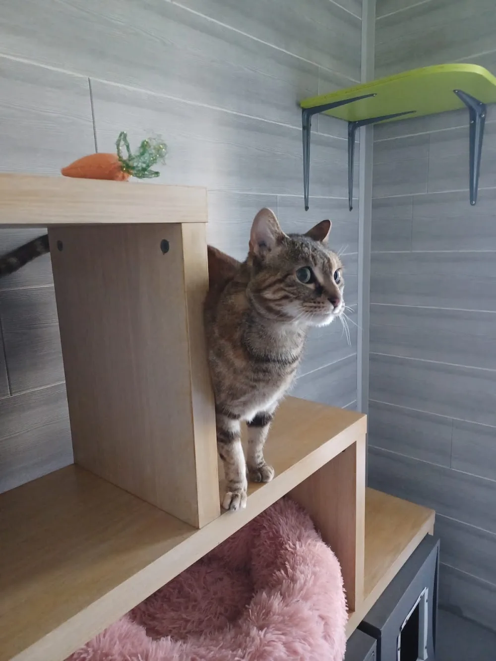 AGORA HOTEL PENSION POUR CHAT 4**** - Hautes-Pyrénées pet otel görseli 3
