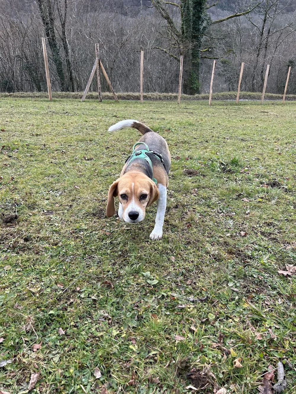 Caniprairie – Parc et centre de loisirs pour chiens - Hautes-Pyrénées pet otel