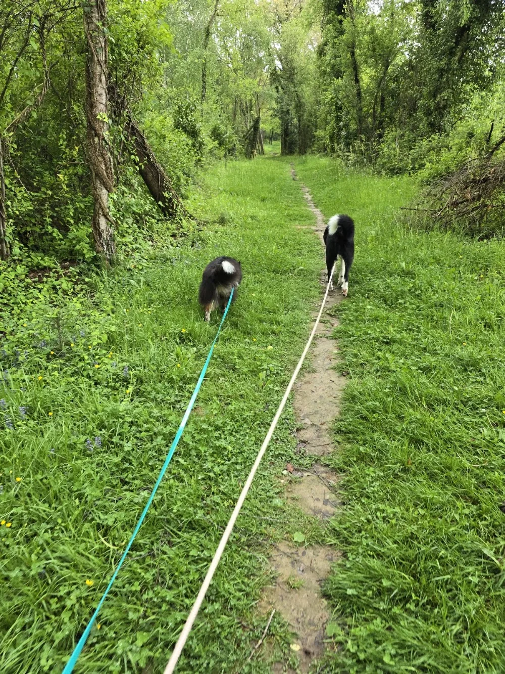 Cél'in House Pet Sitter - Hautes-Pyrénées pet otel