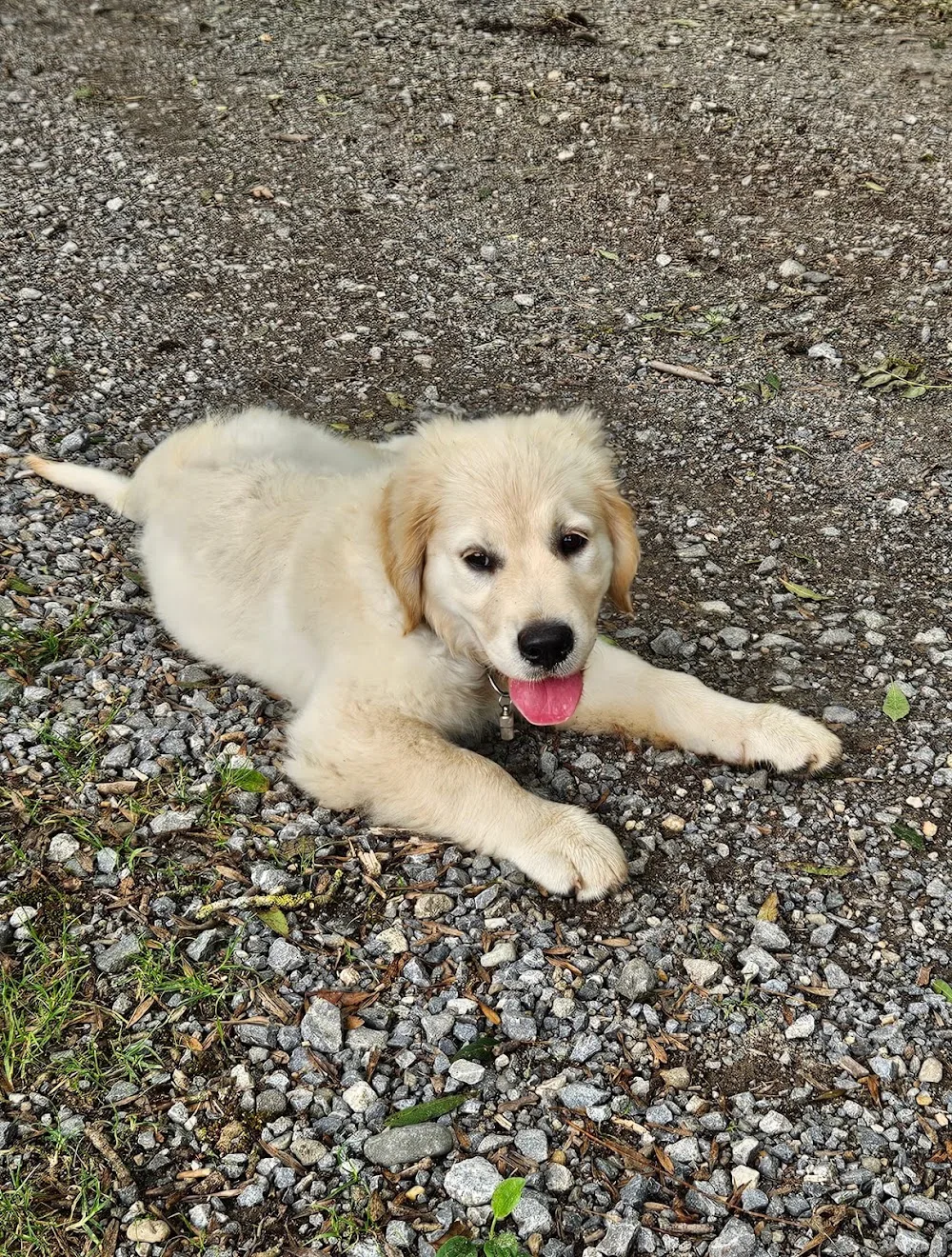Celtic Oak Farm - Pension Canine Familiale - Hautes-Pyrénées pet otel görseli 3