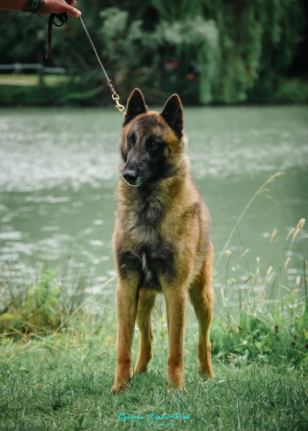 ELEVAGE PENSION CANINE DE KARYSHA - Hautes-Pyrénées pet otel görseli 3