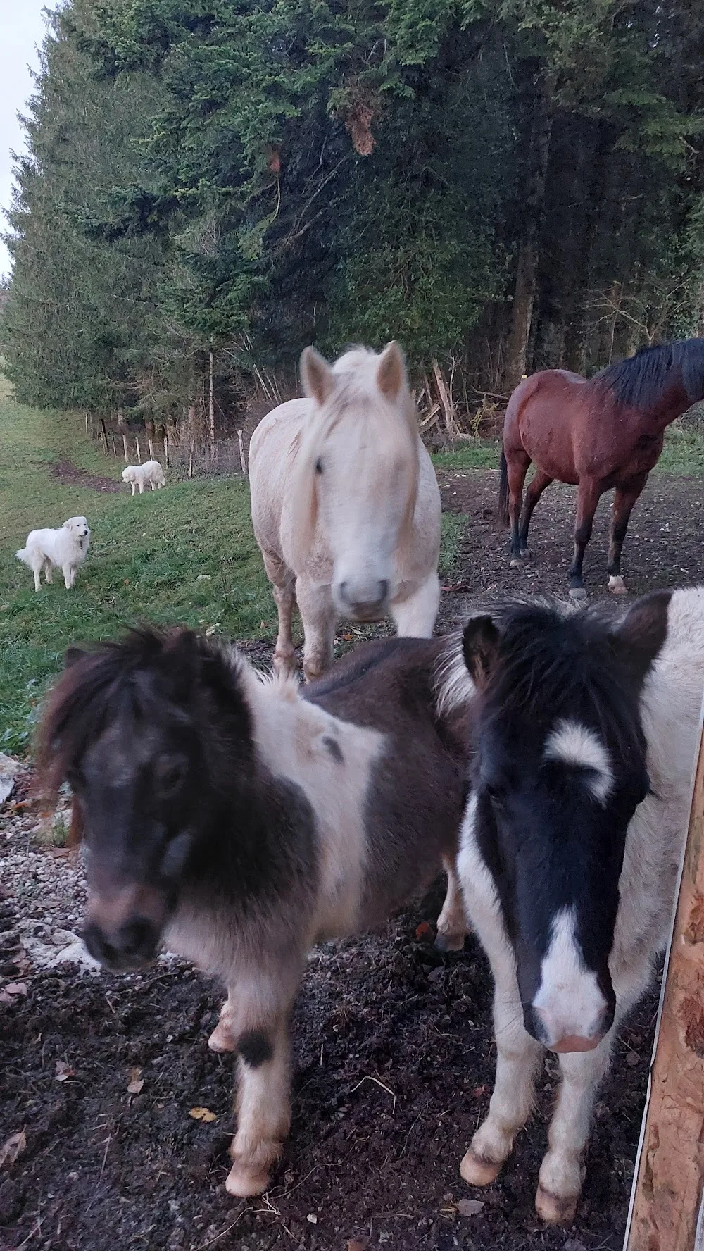 La Colo des 4 Pattes - Hautes-Pyrénées pet otel