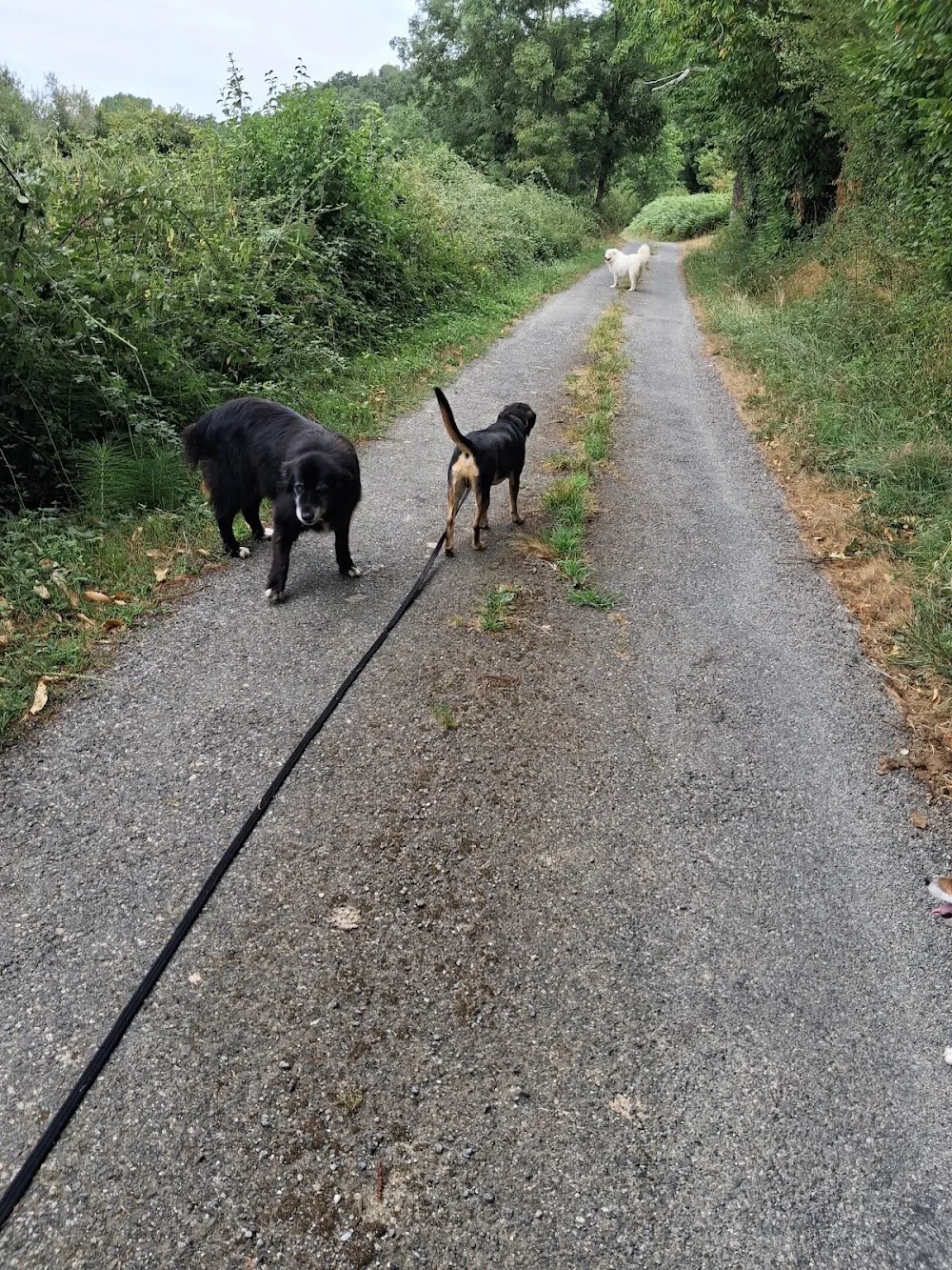 La Colo des 4 Pattes - Hautes-Pyrénées pet otel görseli 3