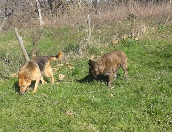 La-Roca-de-Hada - Hautes-Pyrénées pet otel görseli 3