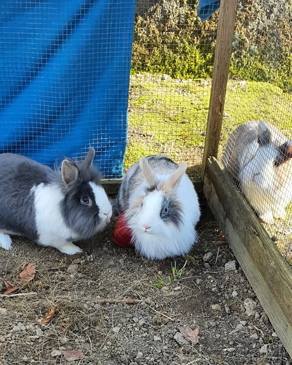Partez Tranquille 65 by Nat : garde familiale d'animaux et éducateur Comportementaliste Canin - Hautes-Pyrénées pet otel