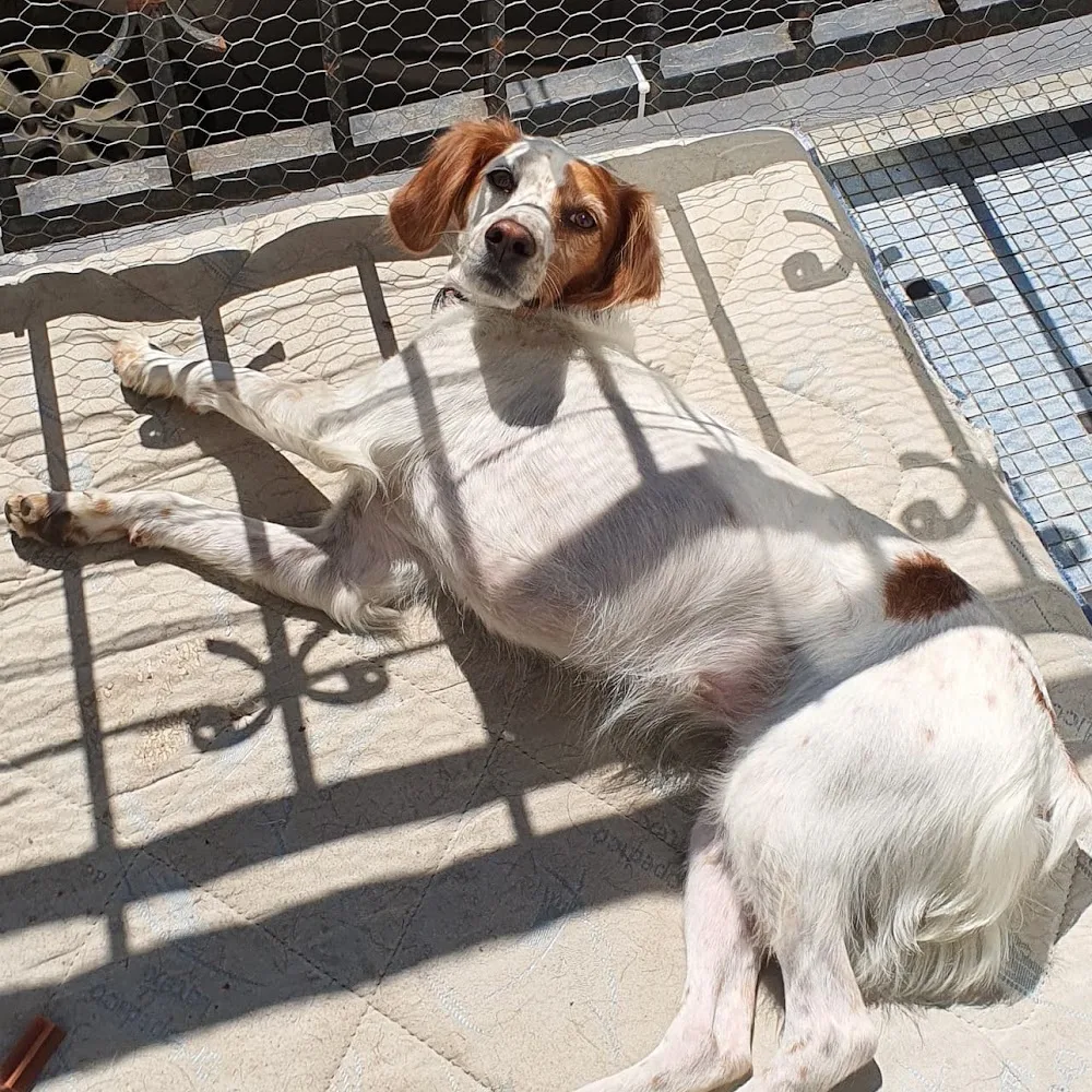 Partez Tranquille 65 by Nat : garde familiale d'animaux et éducateur Comportementaliste Canin - Hautes-Pyrénées pet otel görseli 3