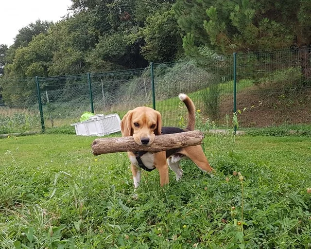 Pension canine Los Pelluts - Hautes-Pyrénées pet otel görseli 3