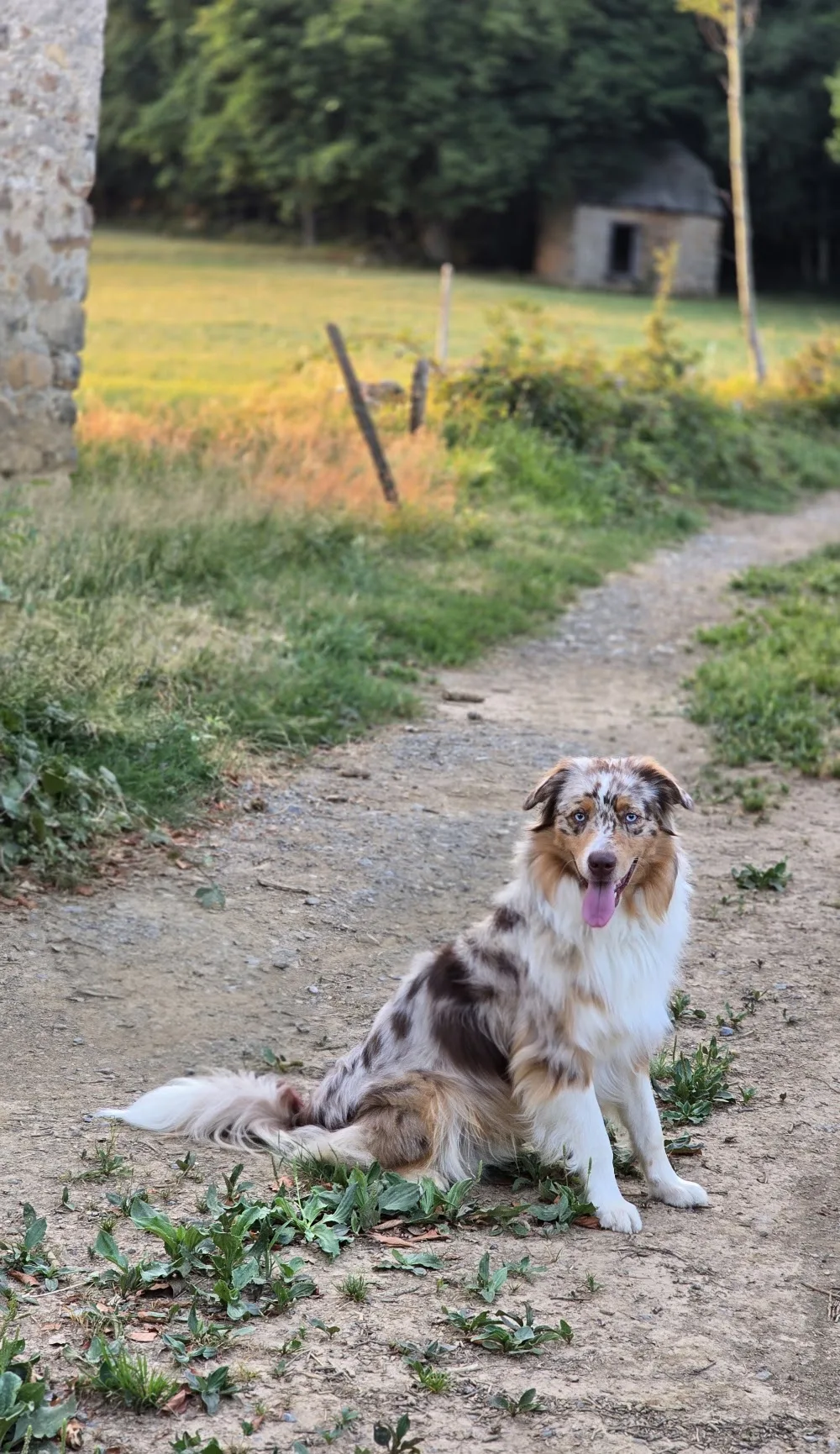 Un Amour de Chien - Hautes-Pyrénées pet otel
