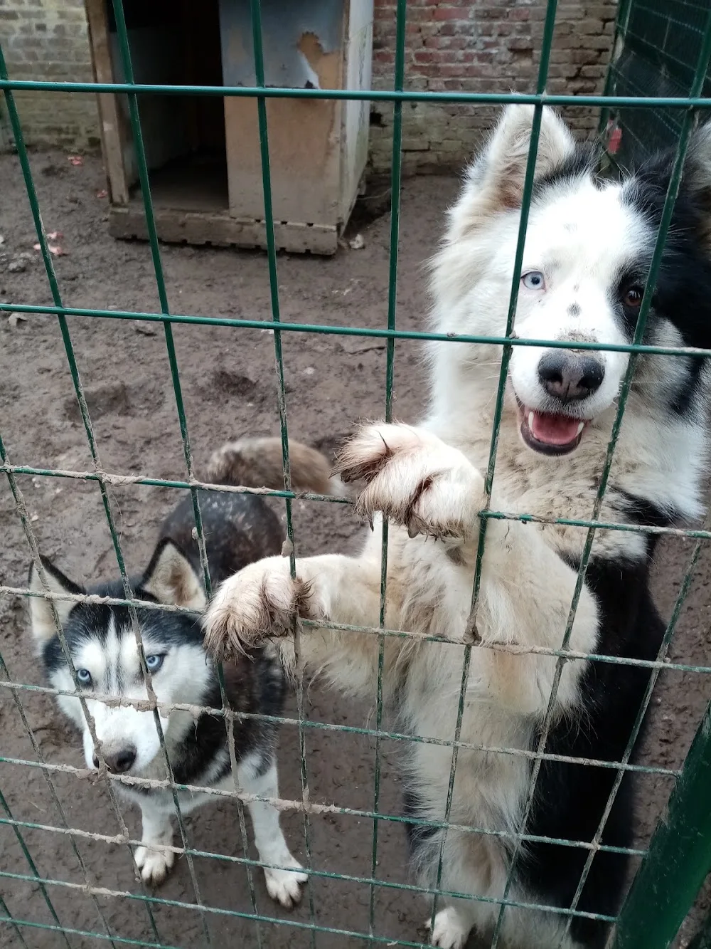 Domaine du grand Nord - Hauts-de-France pet otel görseli 3