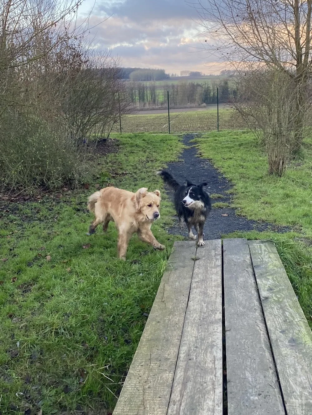 Pension Canine et Féline | SARL L'os en bois - Hauts-de-France pet otel görseli 3