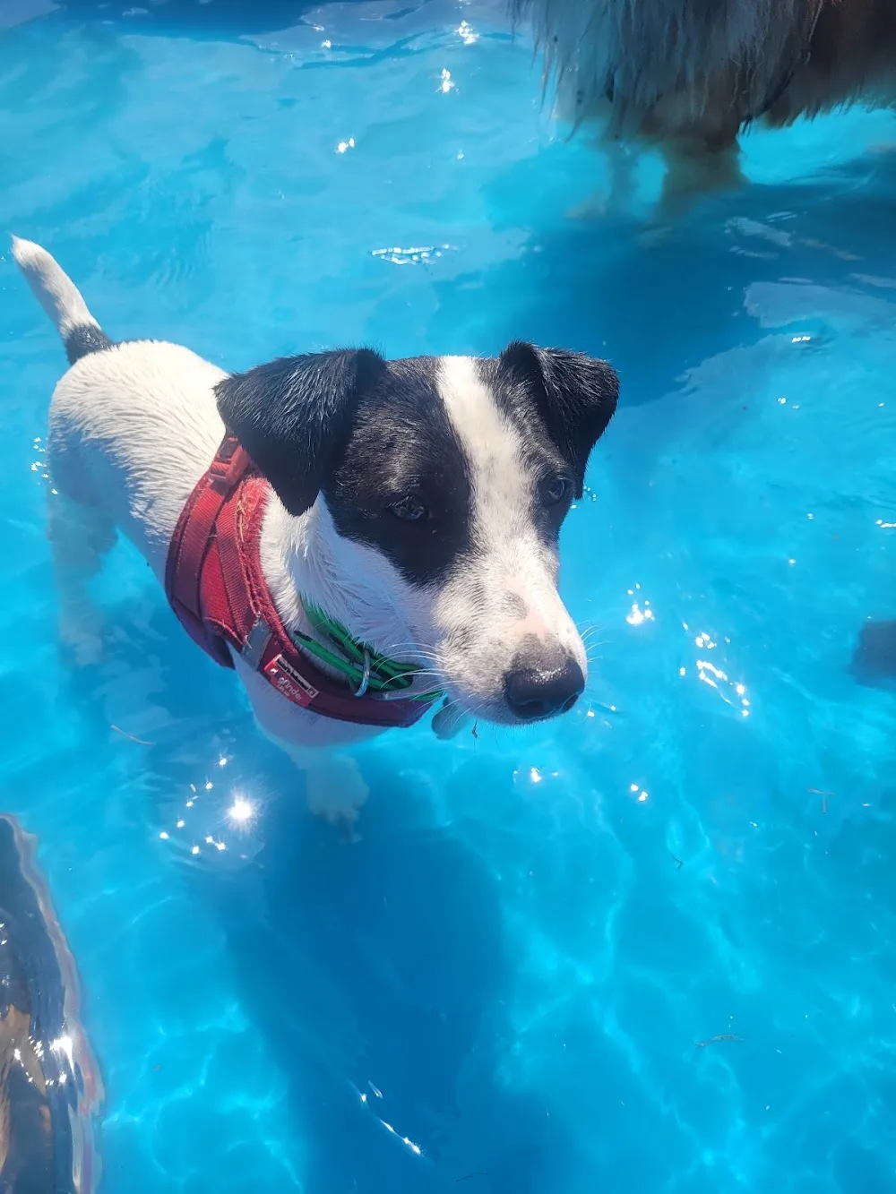 4 Pattes en Vadrouille - Hauts-de-Seine pet otel görseli 7