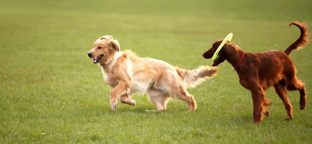 Actuel dogs - Hauts-de-Seine pet otel görseli 3