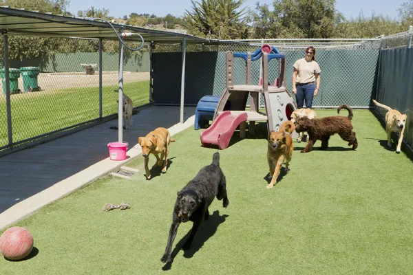 Actuel dogs - Hauts-de-Seine pet otel görseli 6