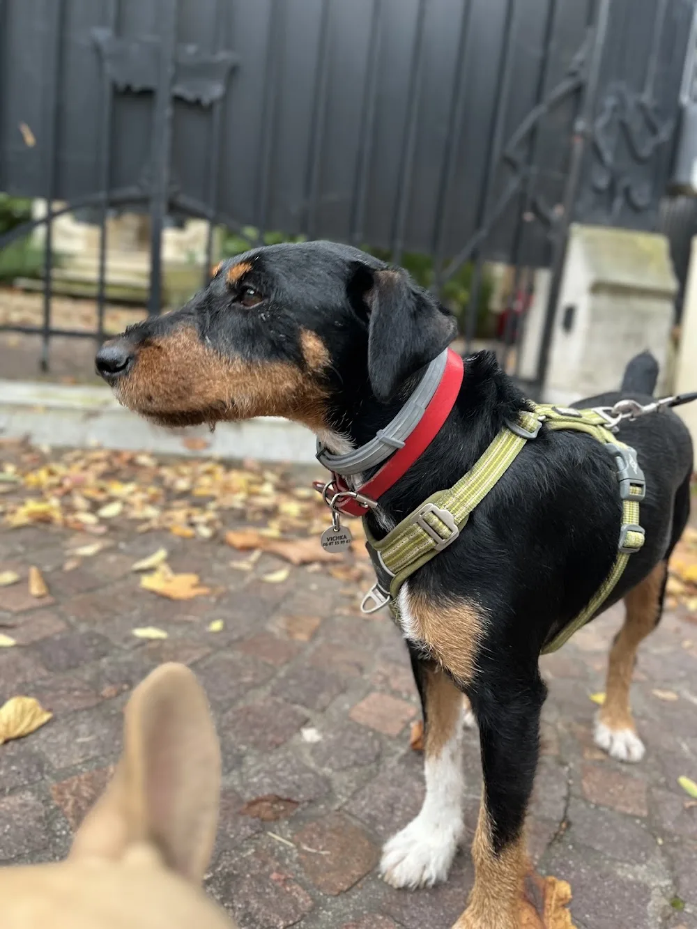 BBsitting - Hauts-de-Seine pet otel