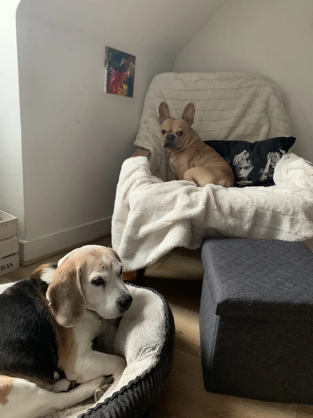 BBsitting - Hauts-de-Seine pet otel görseli 3