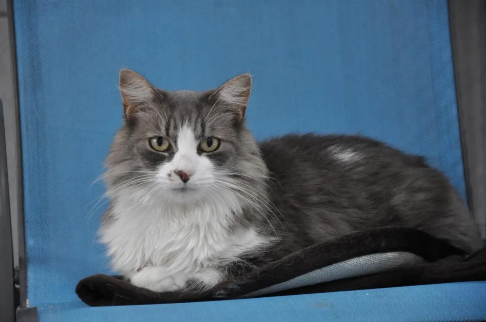 Canicat services, pension chats et chiens - Hauts-de-Seine pet otel görseli 3