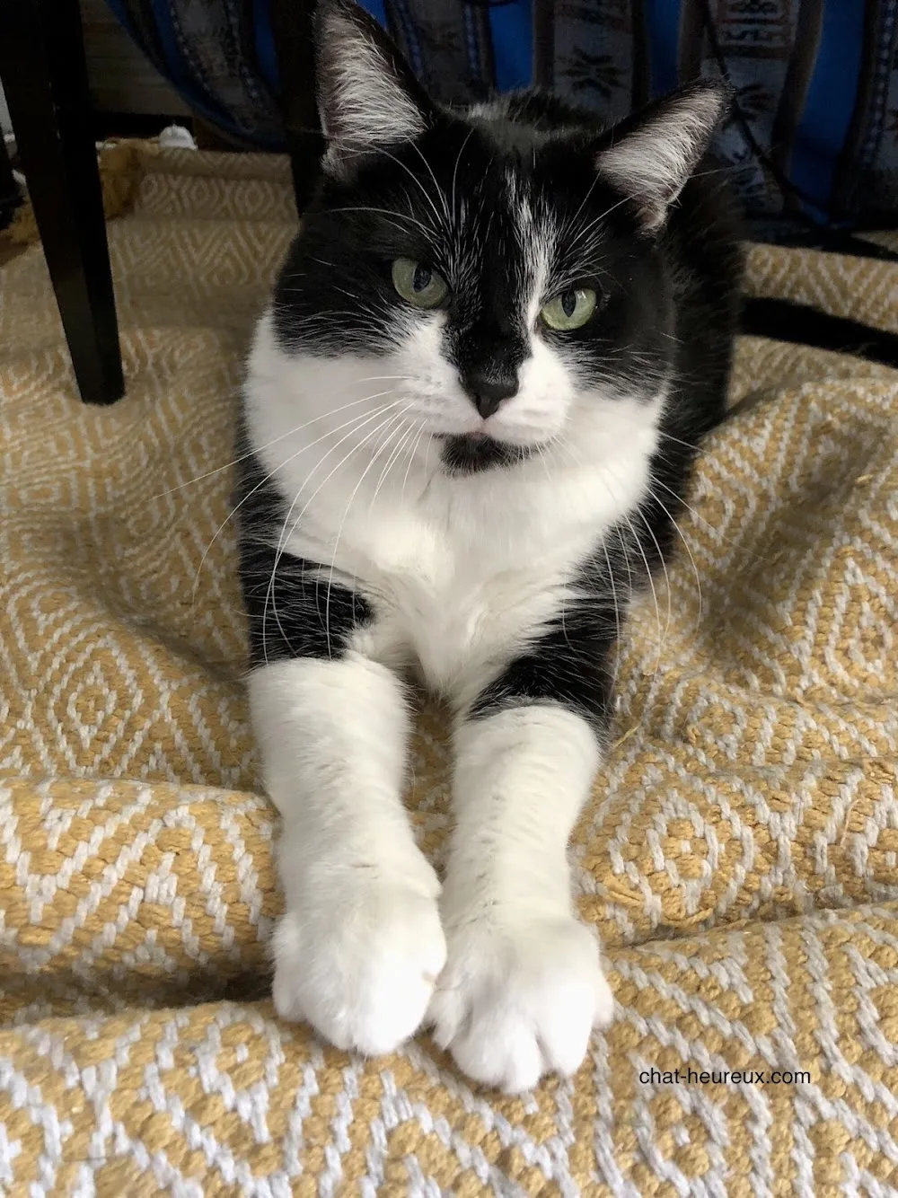 Chat Heureux, garde de chat à Paris - Hauts-de-Seine pet otel
