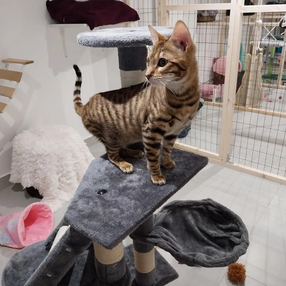 Chats Belle Rencontre - Hauts-de-Seine pet otel
