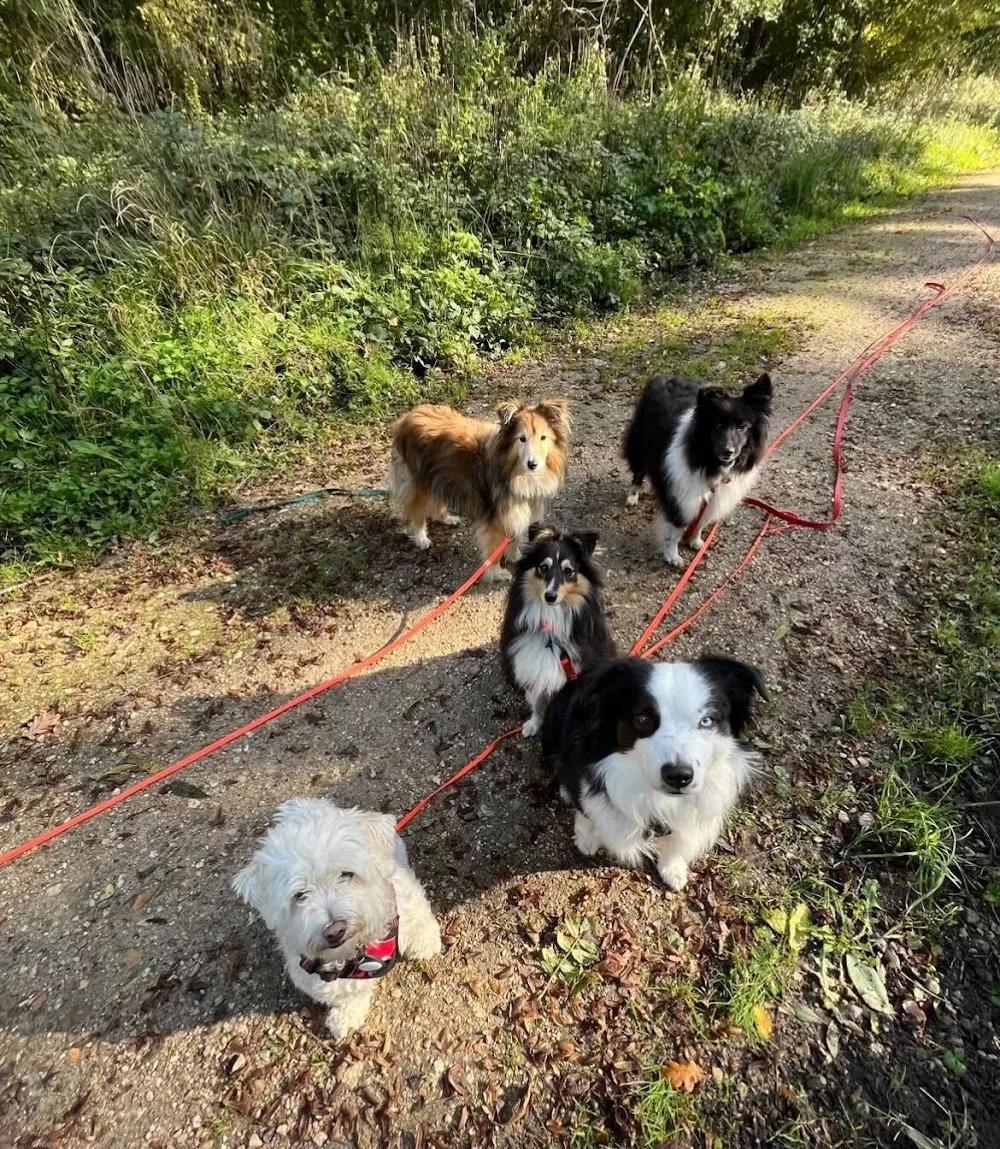 Dogs Friends - Éducation, Comportement canin, Pension, Balade - Hauts-de-Seine pet otel görseli 6