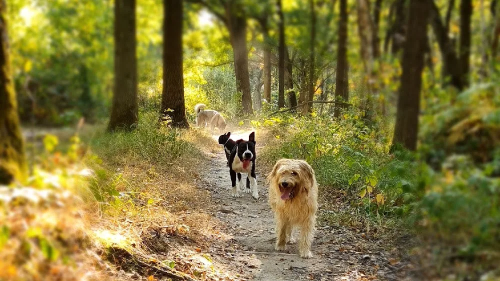Hakunamatadog pension canine ,promenade collectif ,education , pension pour chien - Hauts-de-Seine pet otel