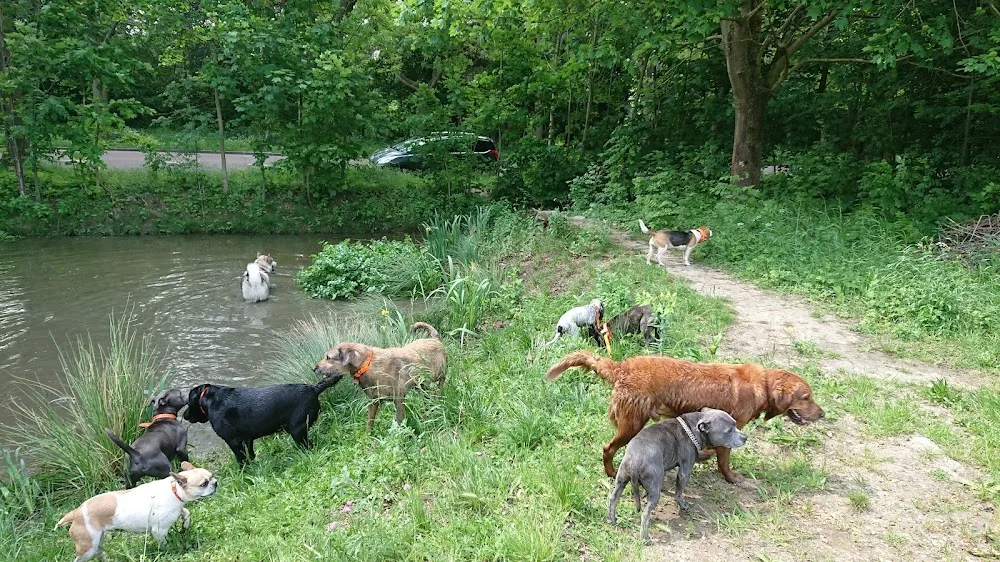 Hakunamatadog pension canine ,promenade collectif ,education , pension pour chien - Hauts-de-Seine pet otel görseli 3