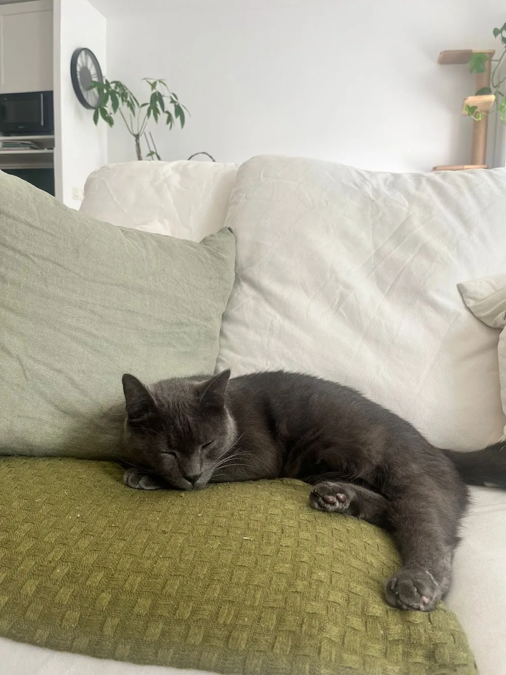 Heureux félins - Hauts-de-Seine pet otel görseli 3