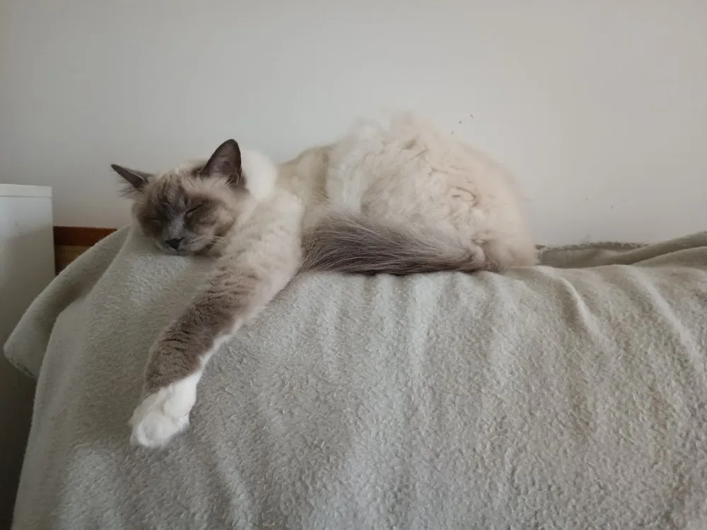 La Chabane - Pension pour chat - Hauts-de-Seine pet otel görseli 6