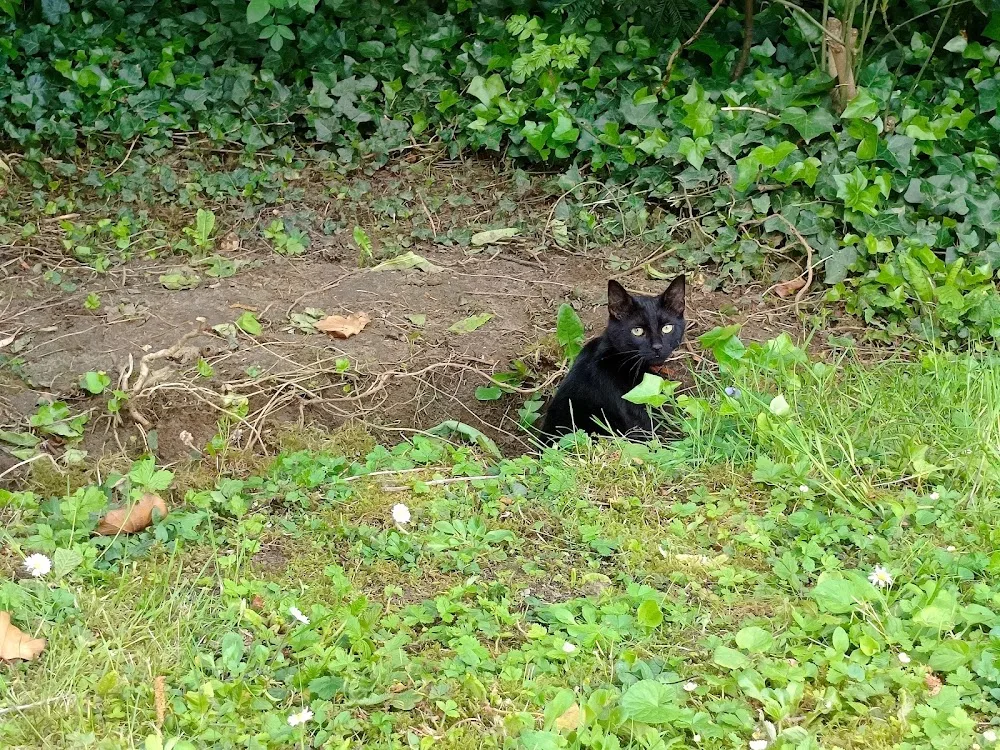 Les amis des chats du Val de Marne - Hauts-de-Seine pet otel görseli 3