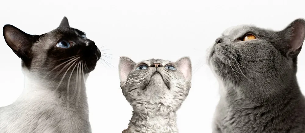 Les amis des chats du Val de Marne - Hauts-de-Seine pet otel görseli 6