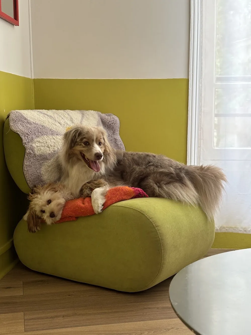 Les Mignons - Hauts-de-Seine pet otel görseli 11