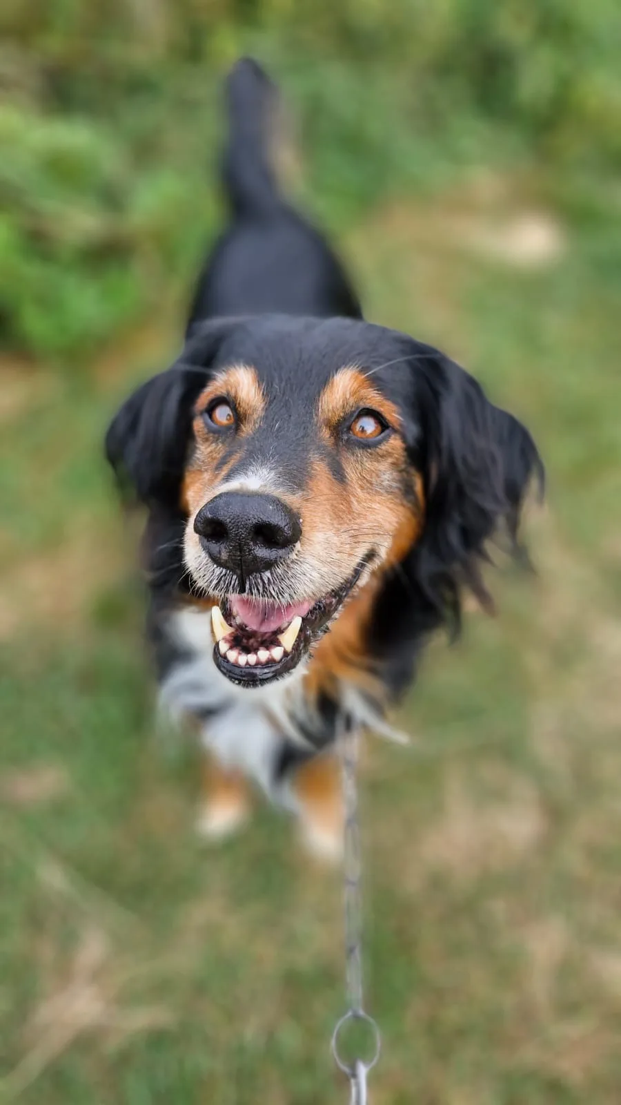 PASSION CANINE - LES 3S - Hauts-de-Seine pet otel görseli 7