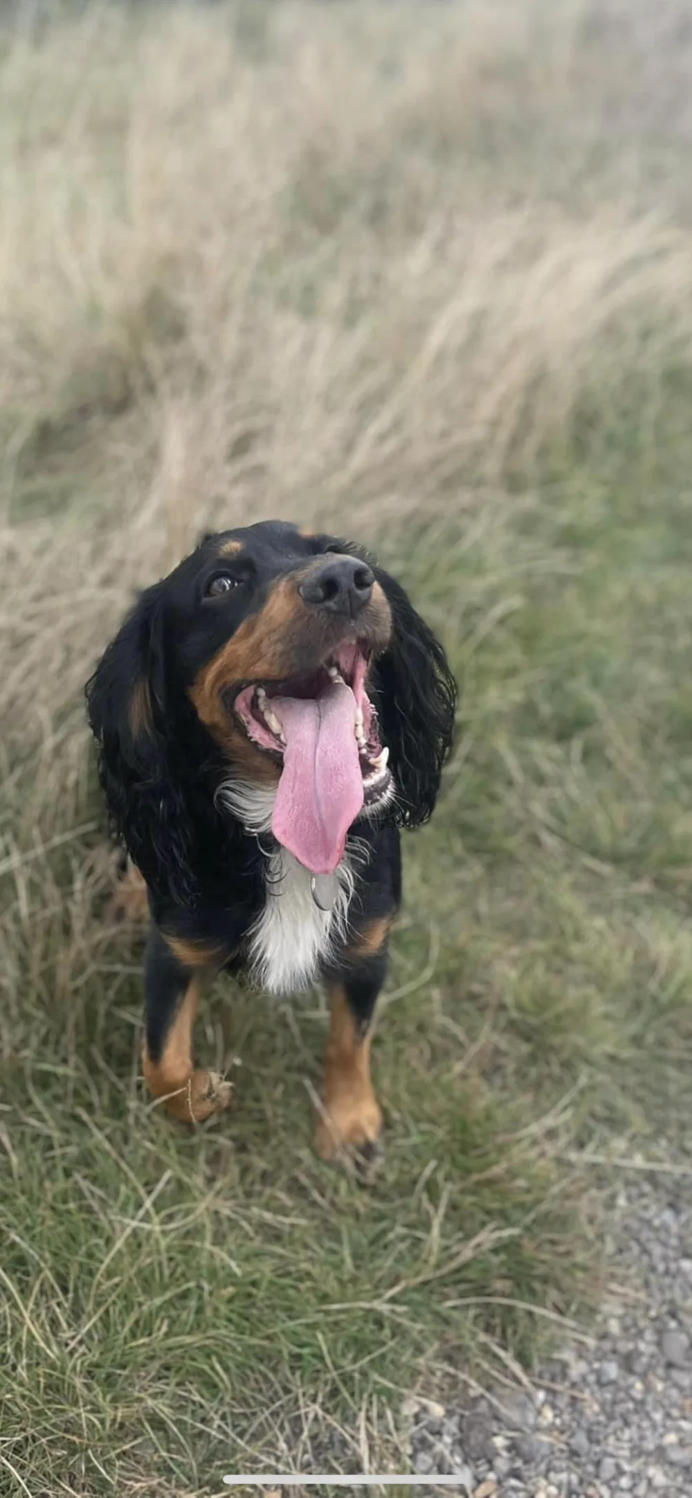 Brookside Kennels - Havering pet otel